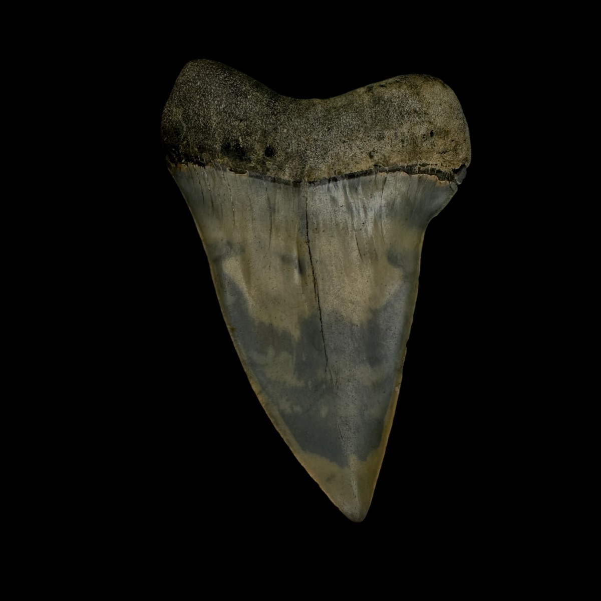 Mako Tooth Fossil 2.46" - Image 2