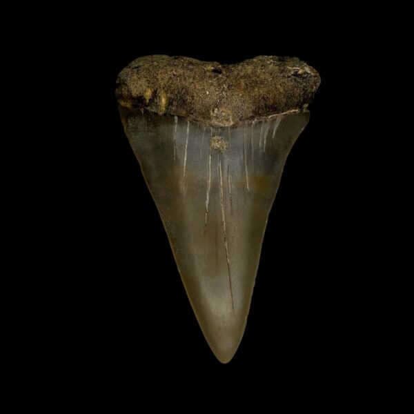 Mako Tooth Fossil 2.26"