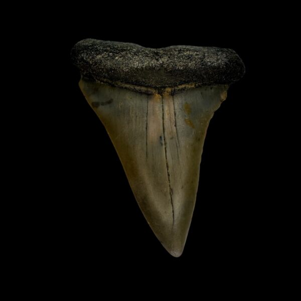 Mako Tooth Fossil 2.33"