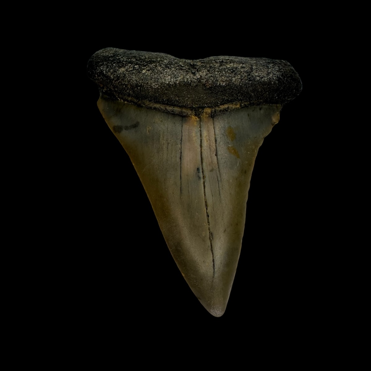 Mako Tooth Fossil 2.33"