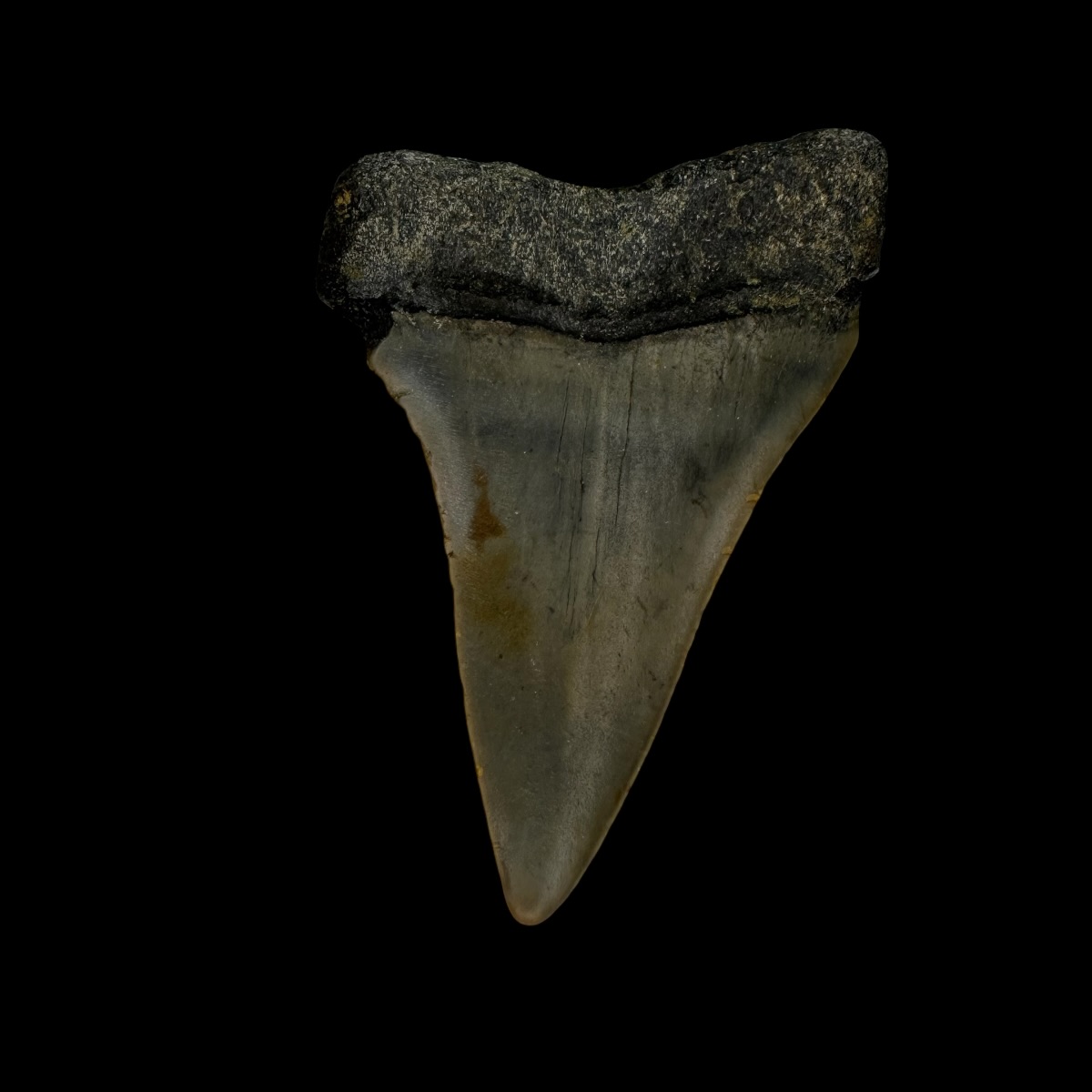 Mako Tooth Fossil 2.33" - Image 2