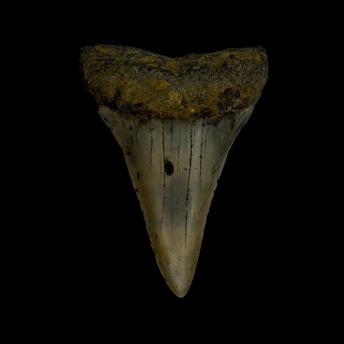 Mako Tooth Fossil 2.35"