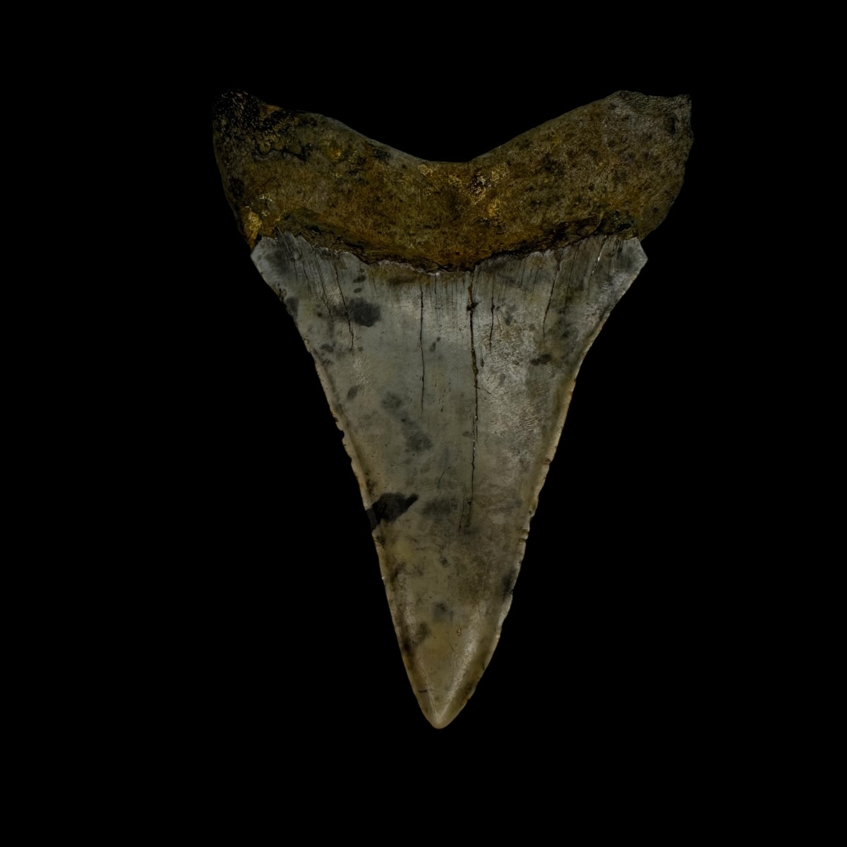 Mako Tooth Fossil 2.35" - Image 2