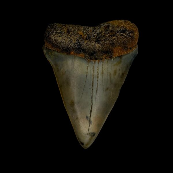 Mako Tooth Fossil 2.49"