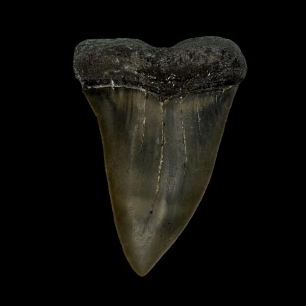 Mako Tooth Fossil 2.57"