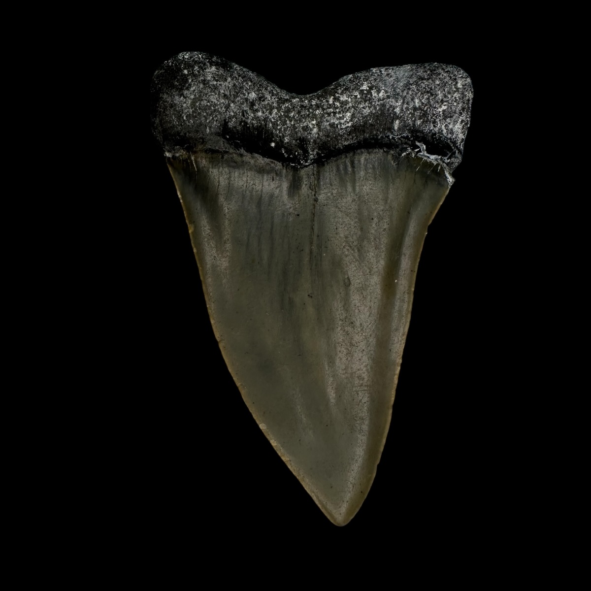 Mako Tooth Fossil 2.57" - Image 2