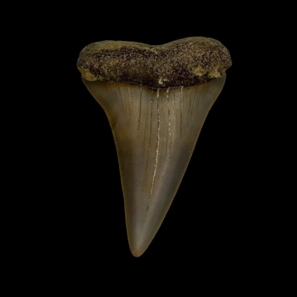 Mako Tooth Fossil 2.29"