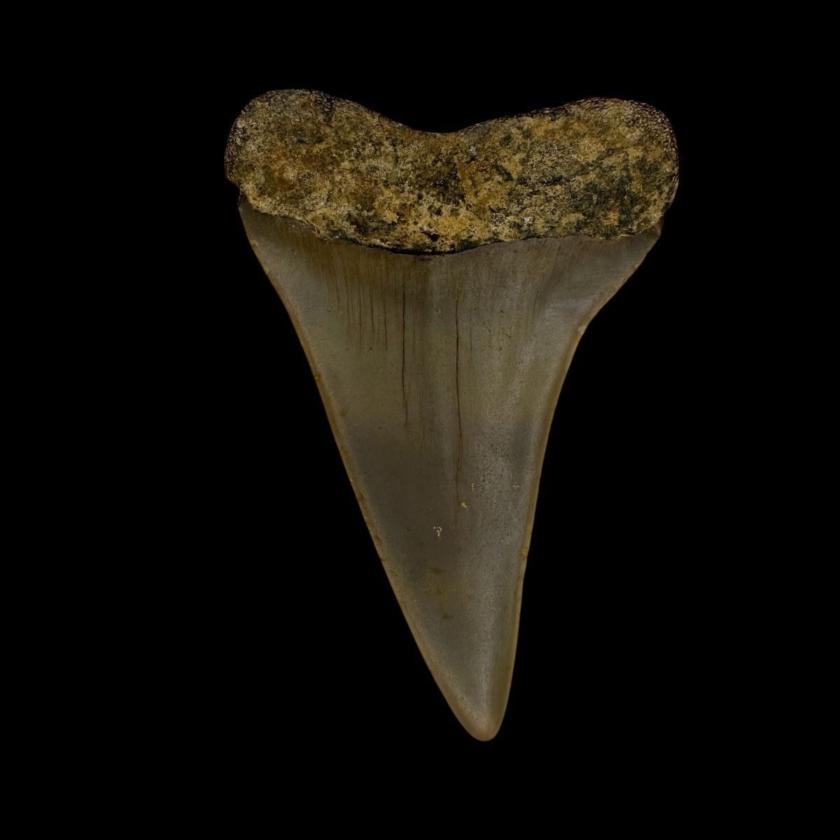 Mako Tooth Fossil 2.29" - Image 2