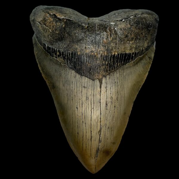 5.66" Serrated Megalodon Tooth Fossil