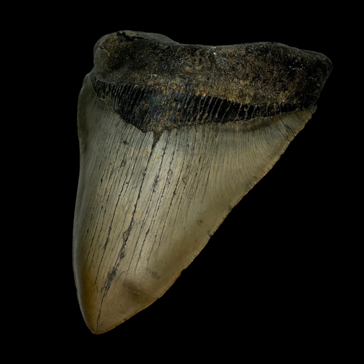 5.66" Serrated Megalodon Tooth Fossil - Image 3