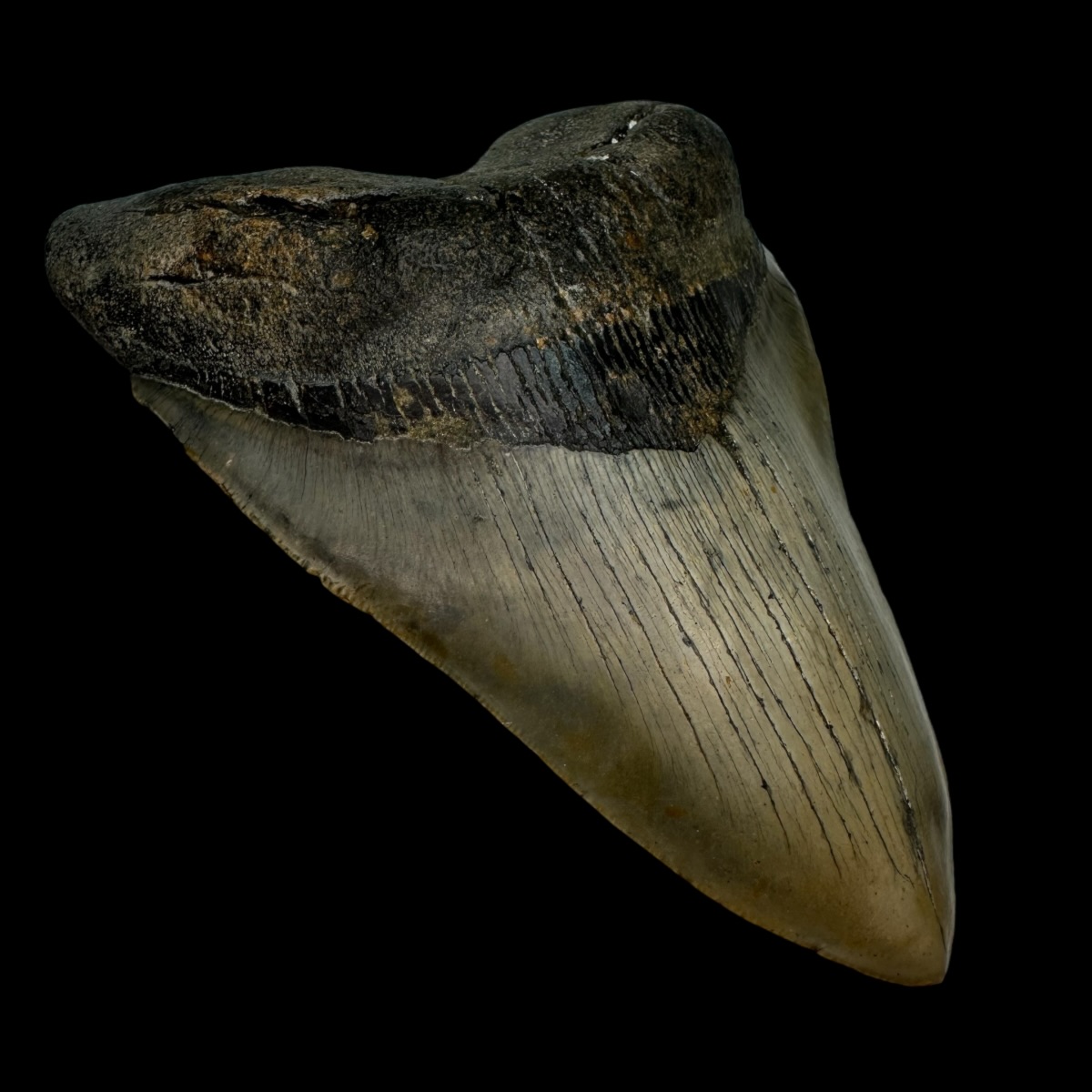 5.66" Serrated Megalodon Tooth Fossil - Image 4