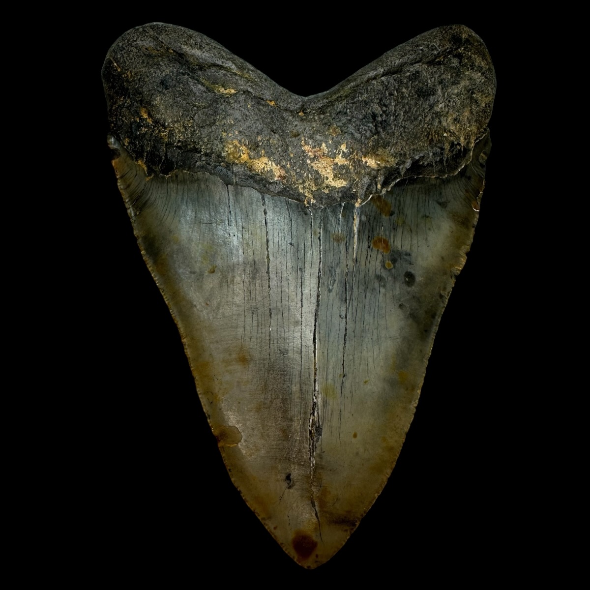 5.66" Serrated Megalodon Tooth Fossil - Image 2