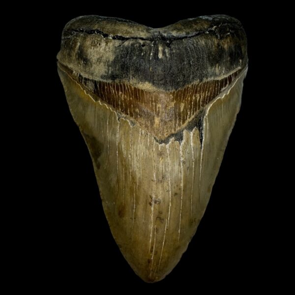 5.48" Megalodon Tooth Fossil