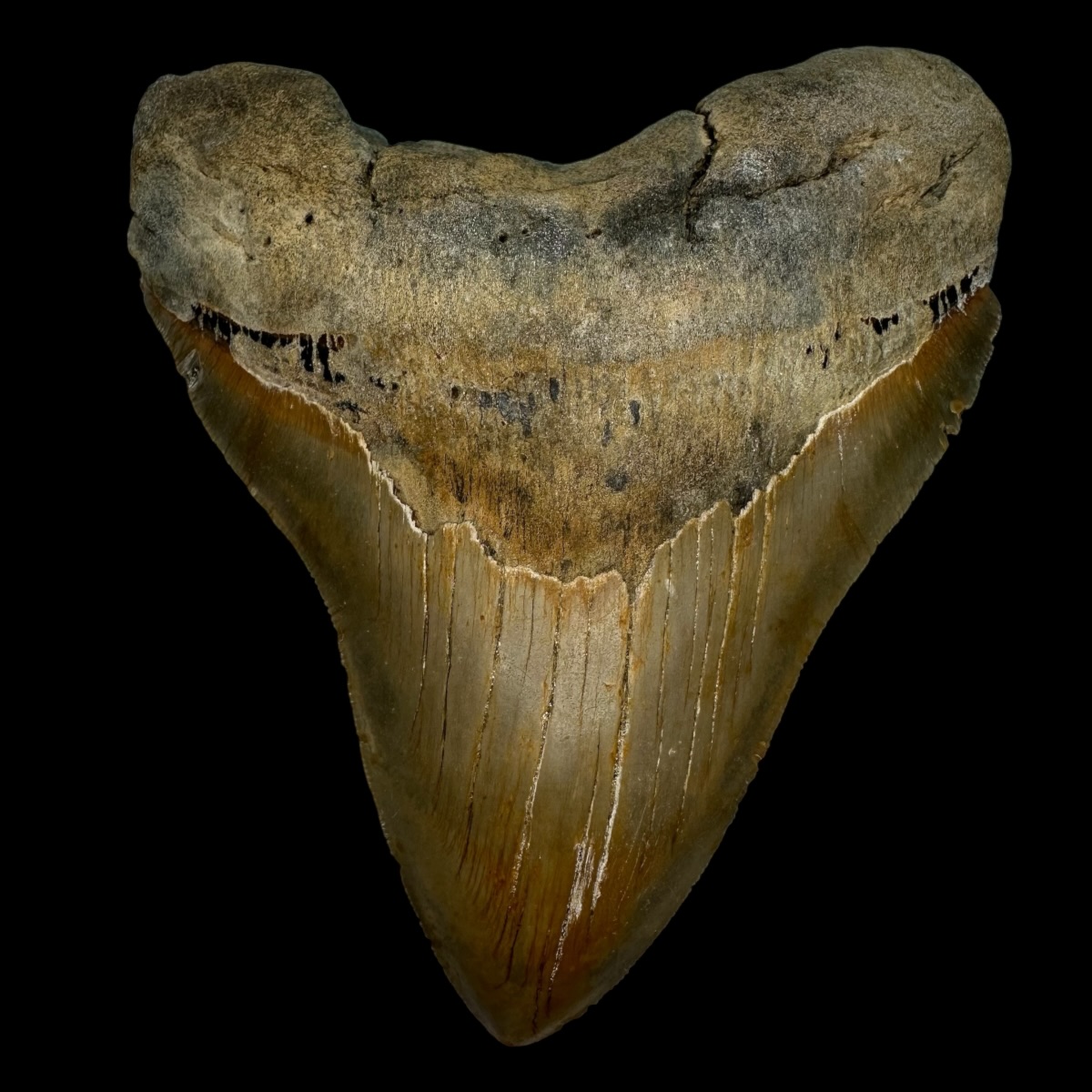 5.76" Serrated Megalodon Tooth Fossil