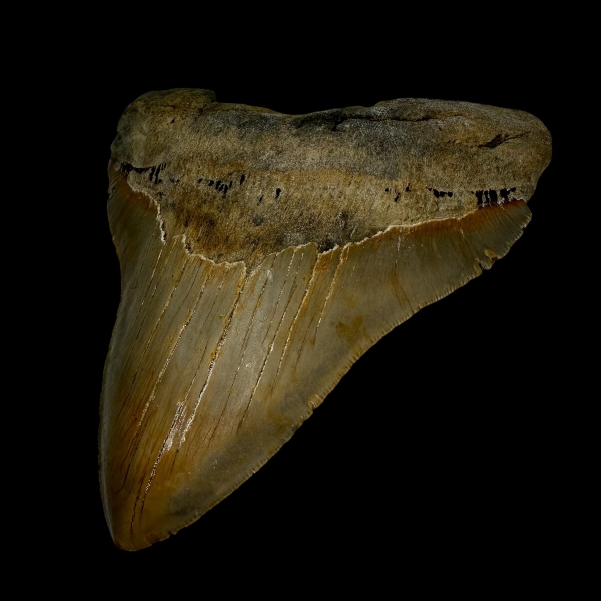 5.76" Serrated Megalodon Tooth Fossil - Image 3