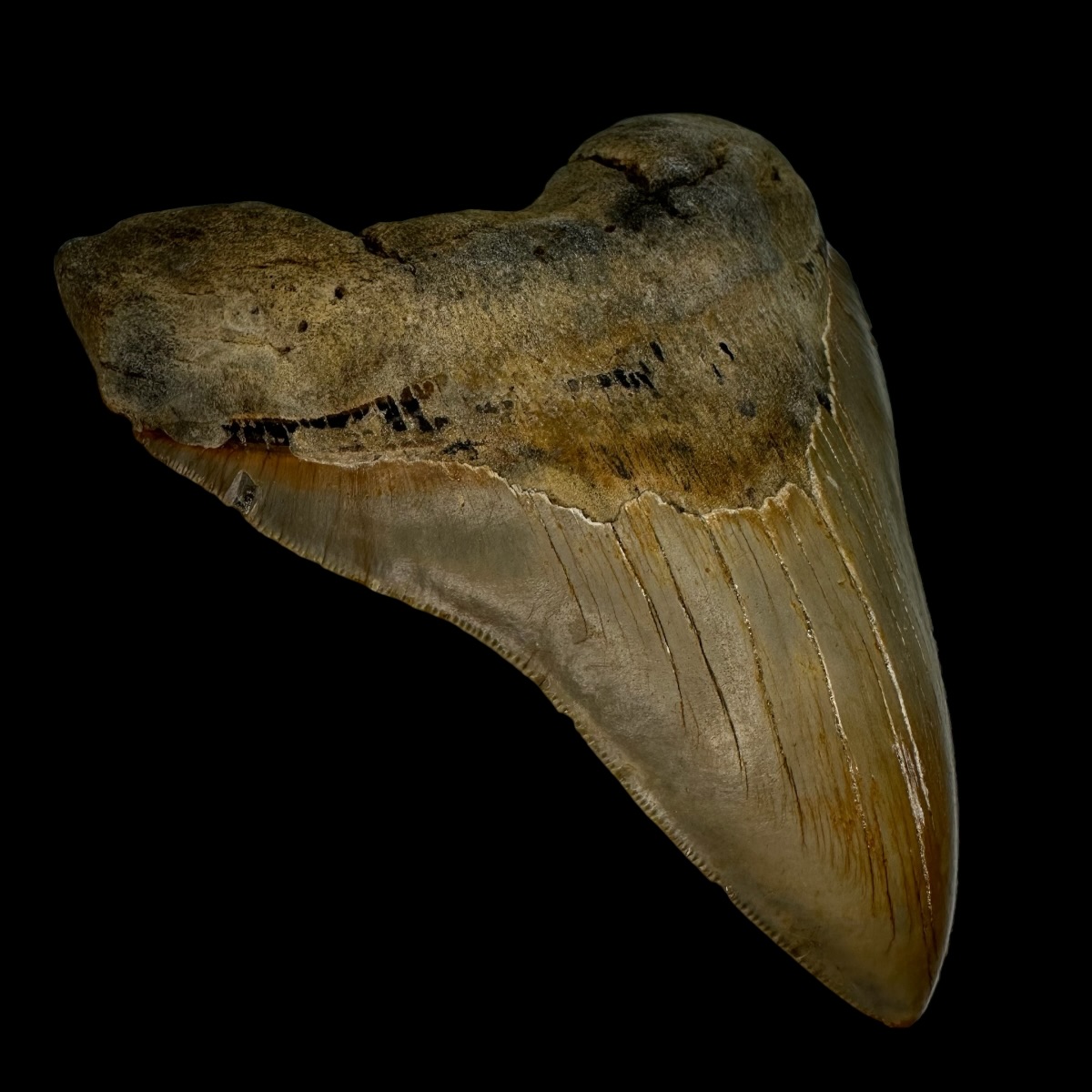 5.76" Serrated Megalodon Tooth Fossil - Image 4