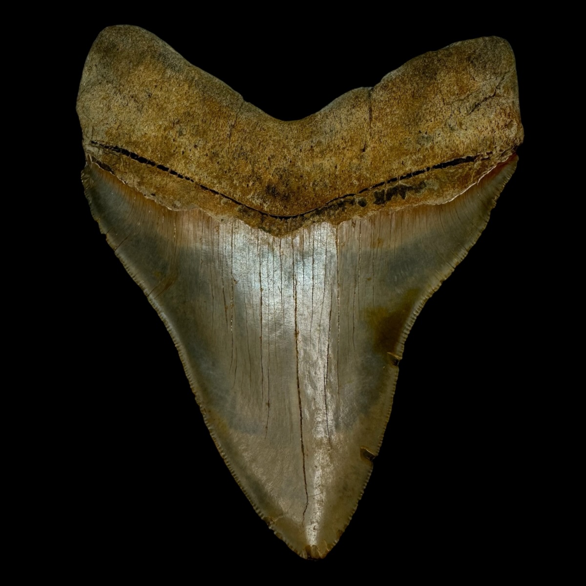 5.76" Serrated Megalodon Tooth Fossil - Image 2