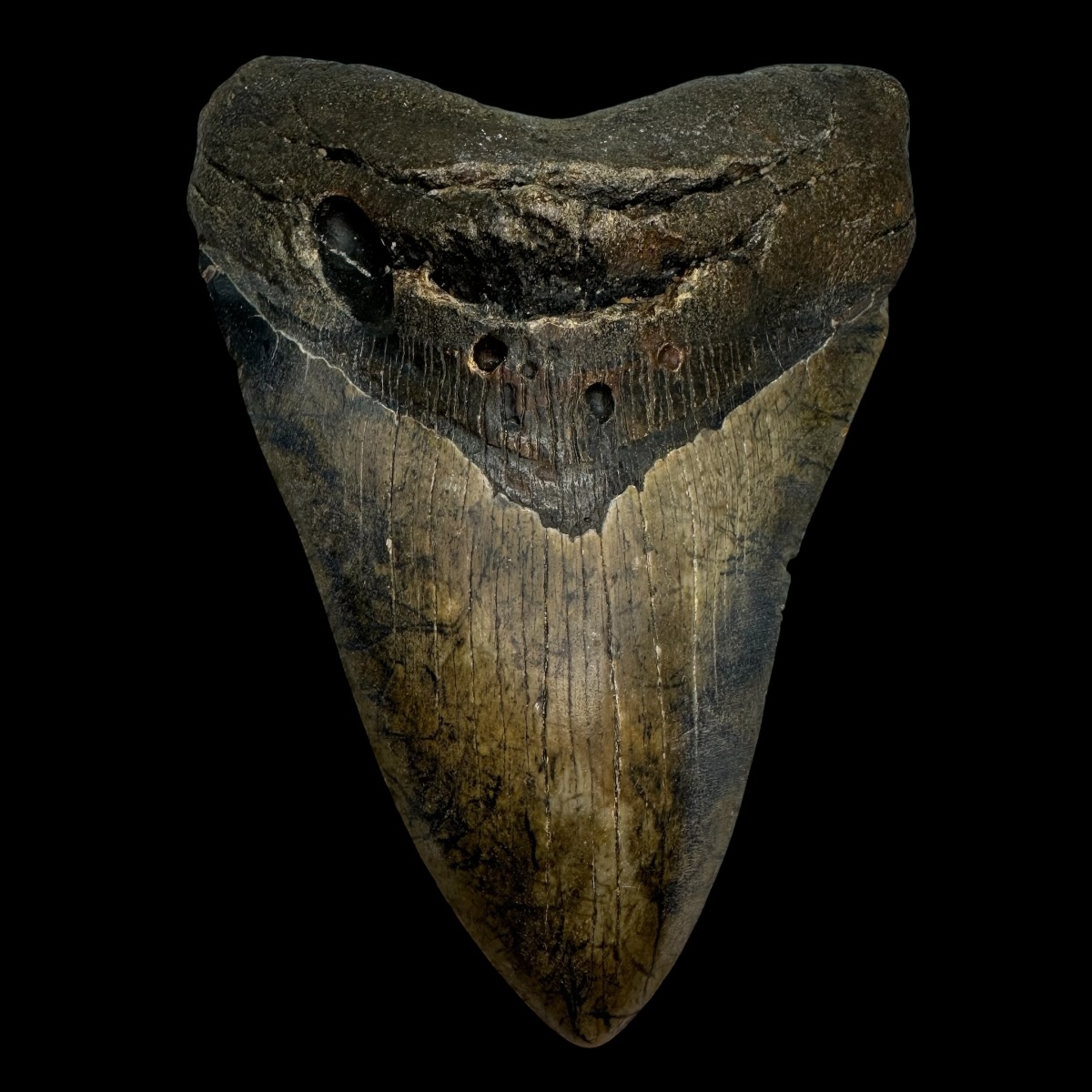 5.52" Megalodon Tooth Fossil