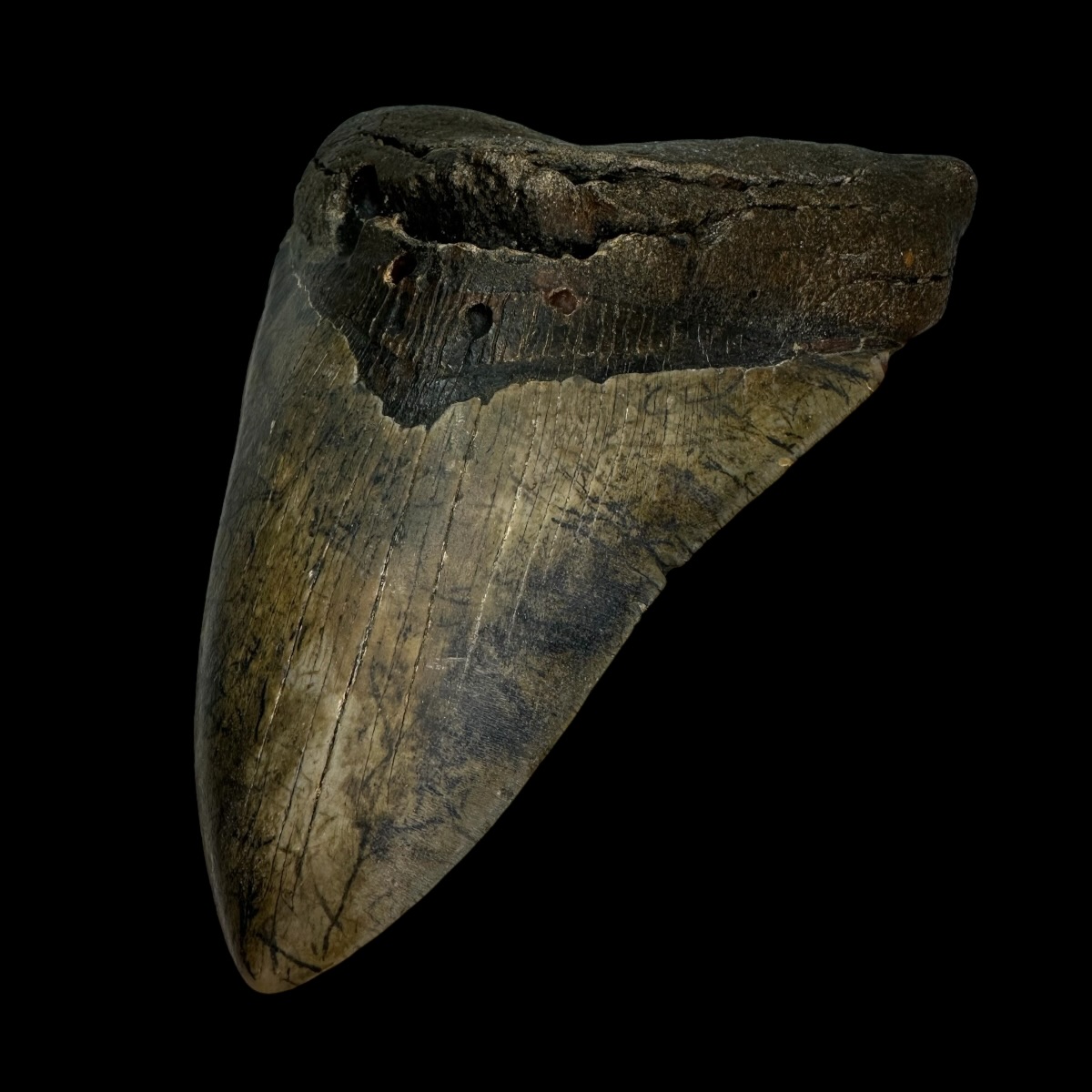 5.52" Megalodon Tooth Fossil - Image 3