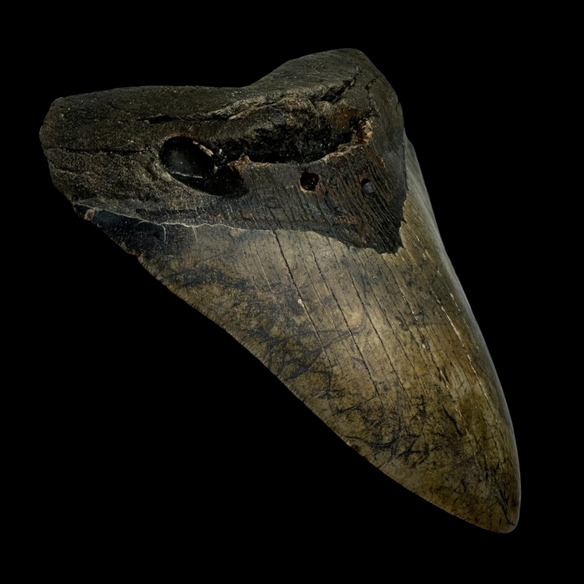5.52" Megalodon Tooth Fossil - Image 4