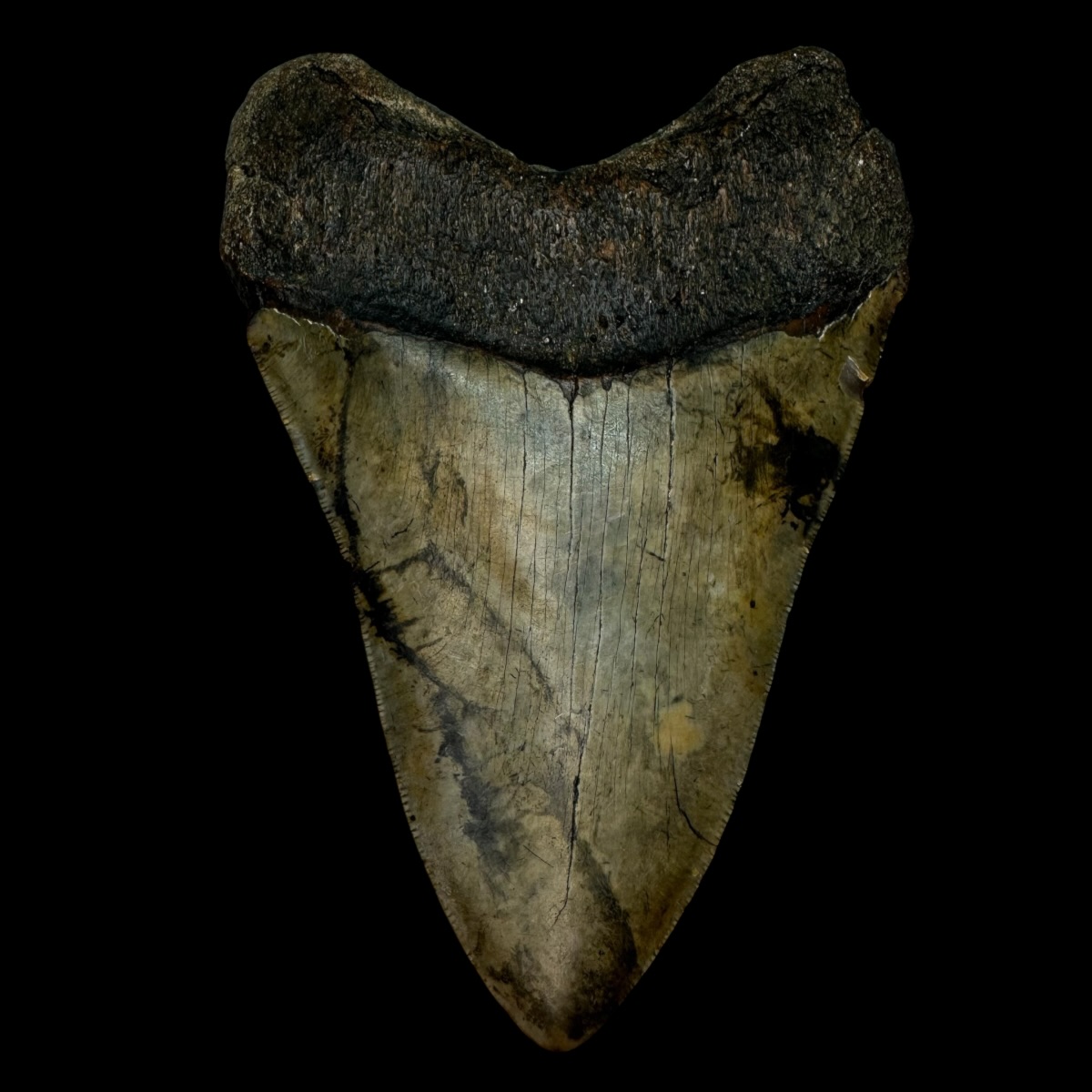 5.52" Megalodon Tooth Fossil - Image 2