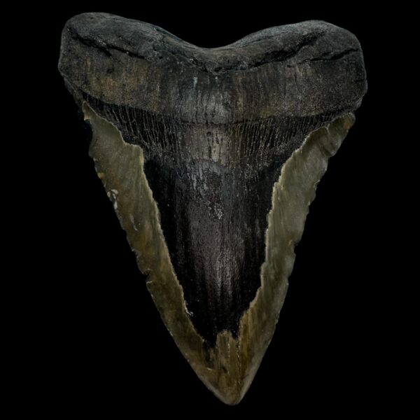 5.73" Megalodon Tooth Fossil