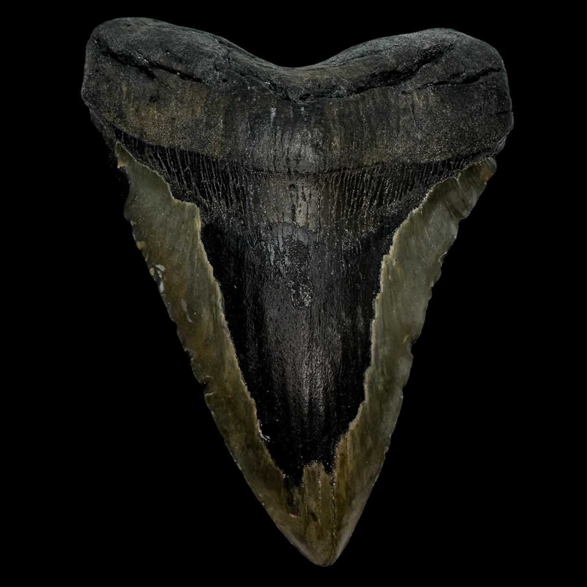 5.73" Megalodon Tooth Fossil