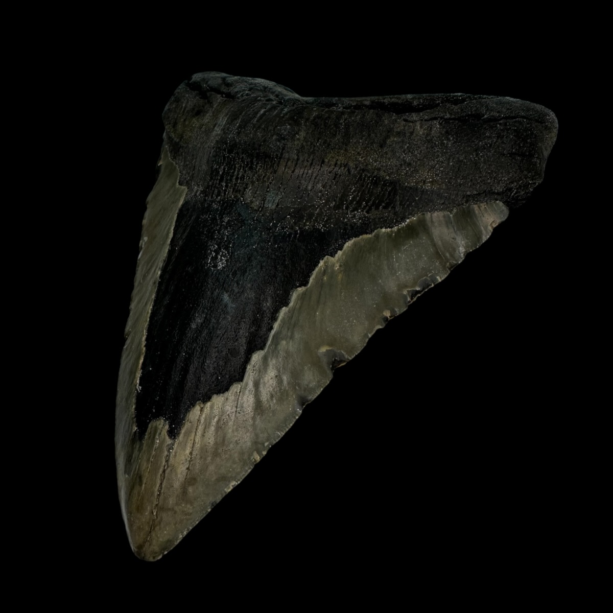 5.73" Megalodon Tooth Fossil - Image 3