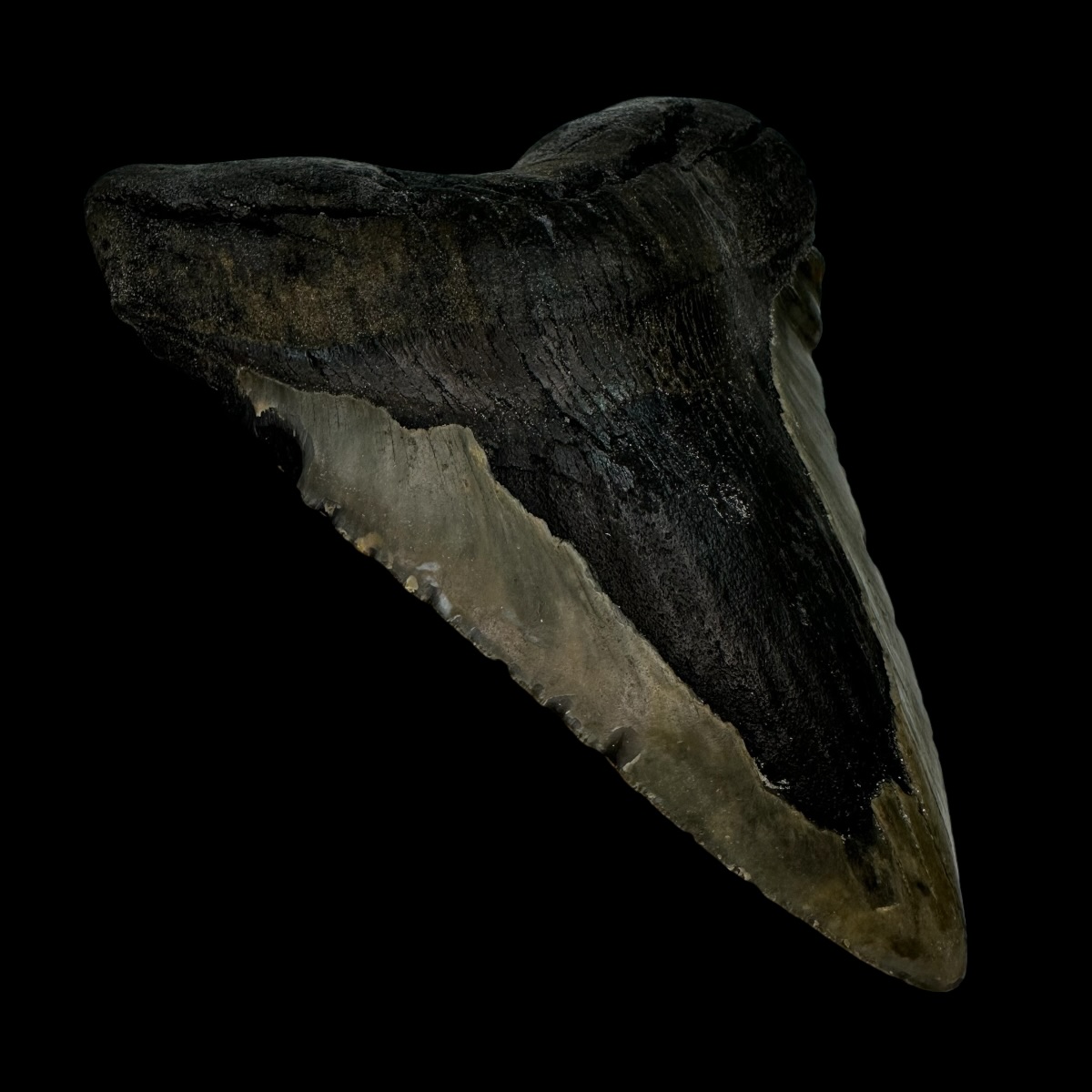 5.73" Megalodon Tooth Fossil - Image 4