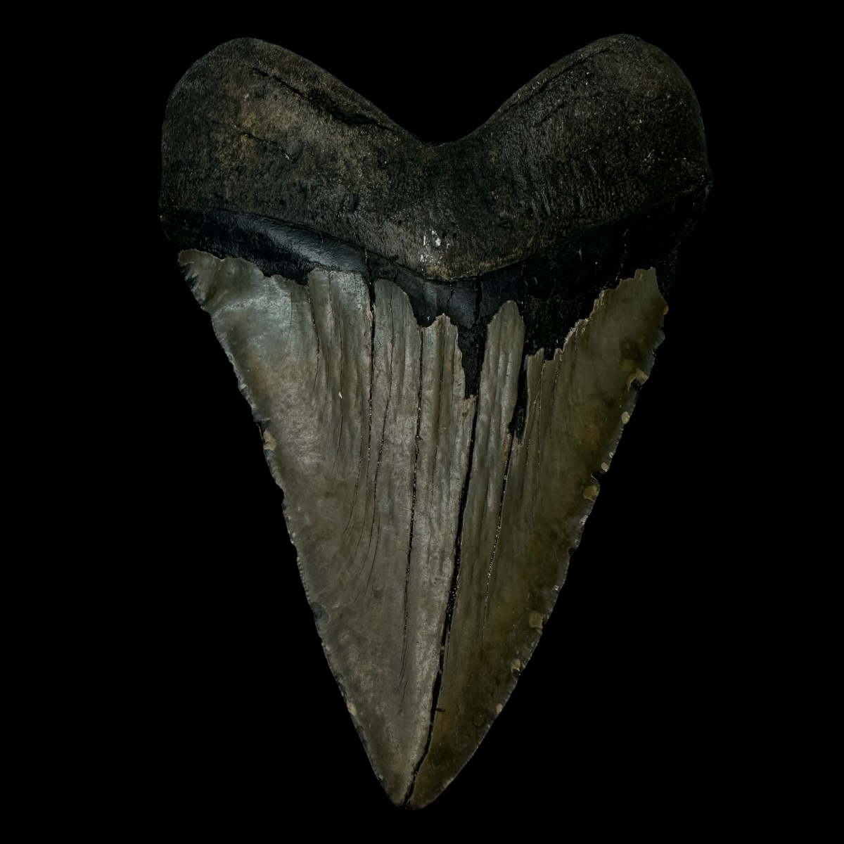 5.73" Megalodon Tooth Fossil - Image 2