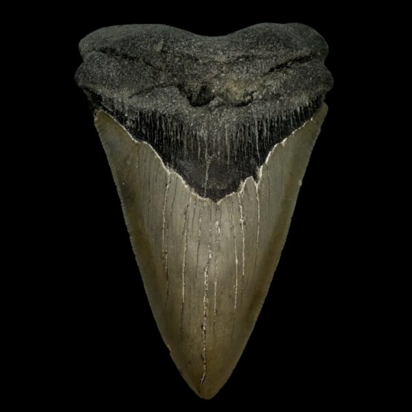 5.55" Serrated Megalodon Tooth Fossil