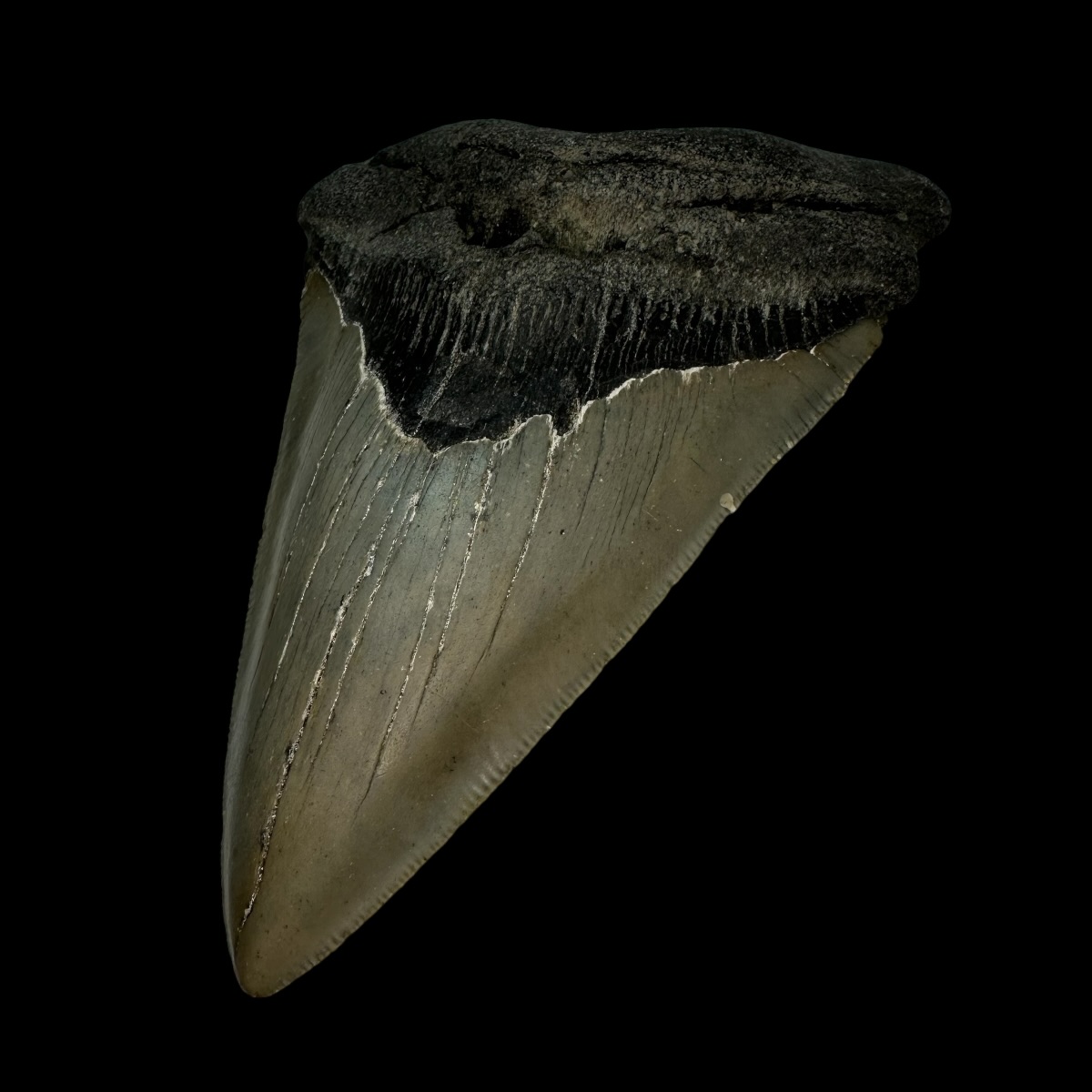5.55" Serrated Megalodon Tooth Fossil - Image 3