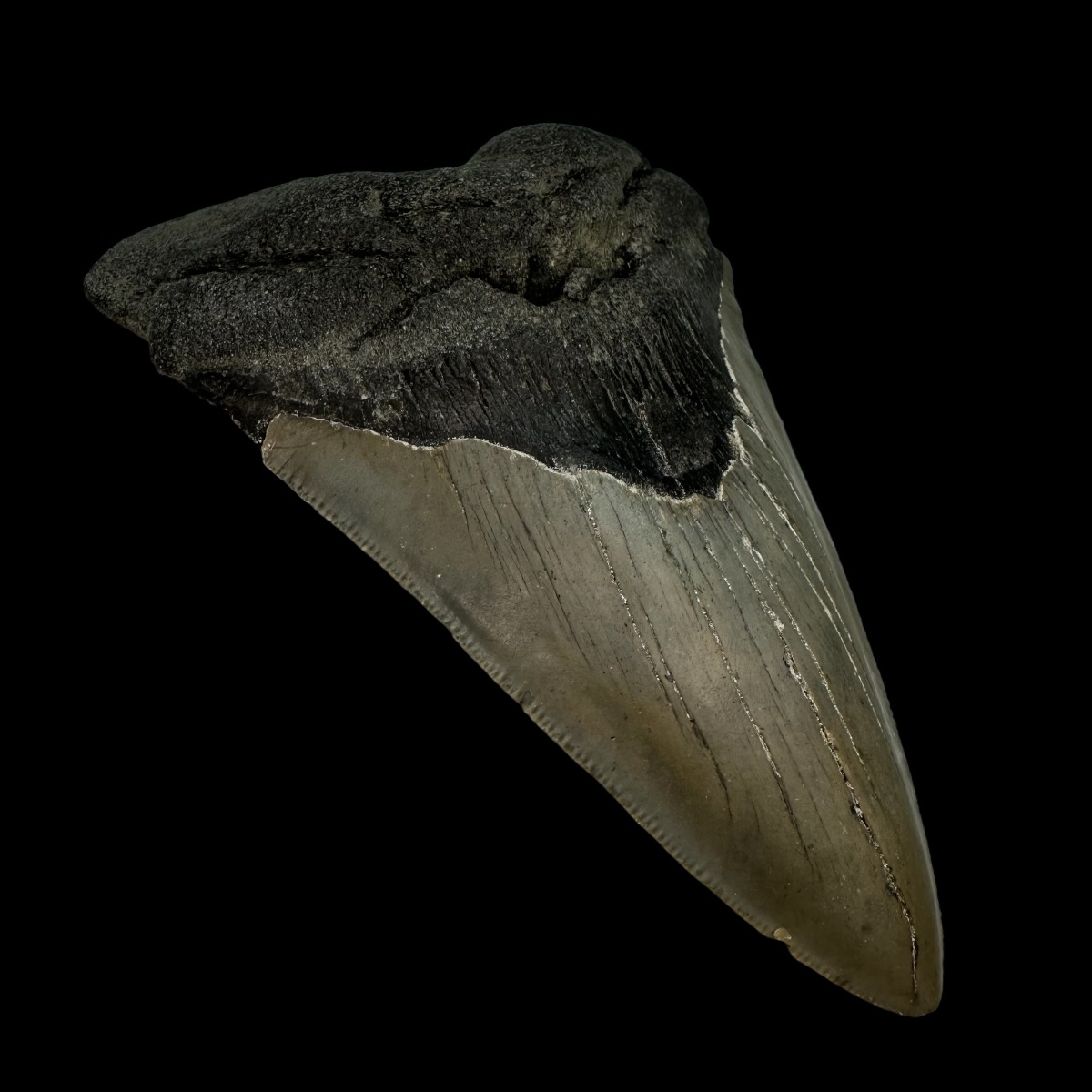 5.55" Serrated Megalodon Tooth Fossil - Image 4