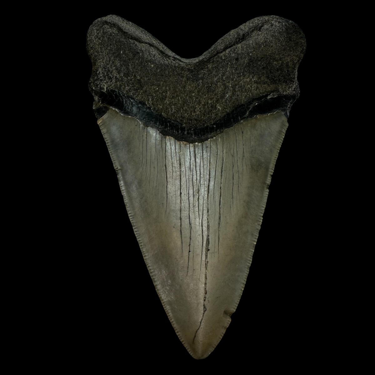 5.55" Serrated Megalodon Tooth Fossil - Image 2