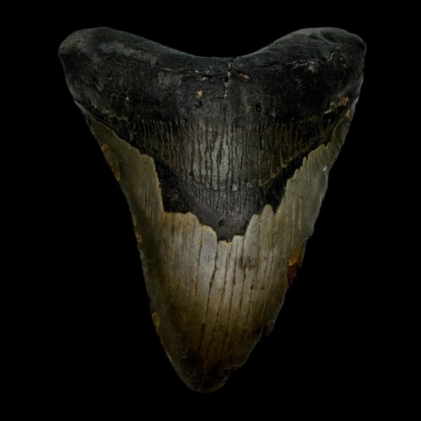 5.47" Megalodon Tooth Fossil
