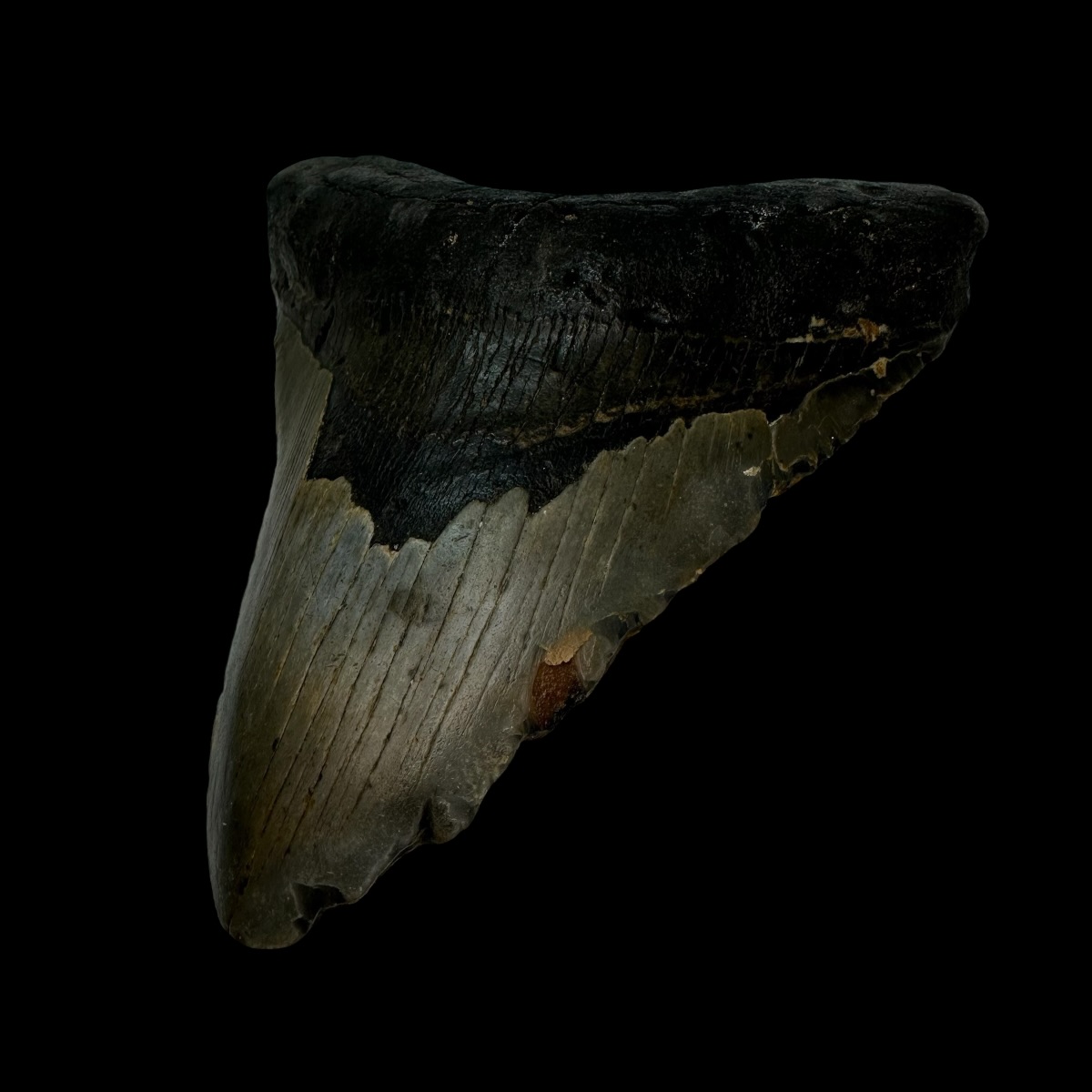 5.47" Megalodon Tooth Fossil - Image 3