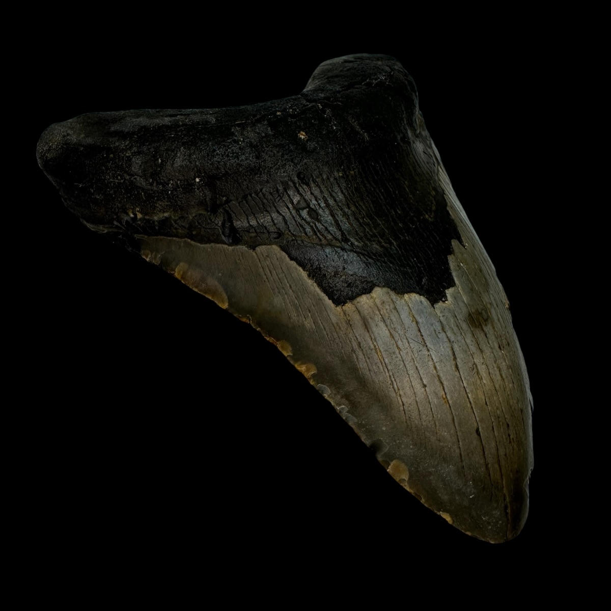 5.47" Megalodon Tooth Fossil - Image 4