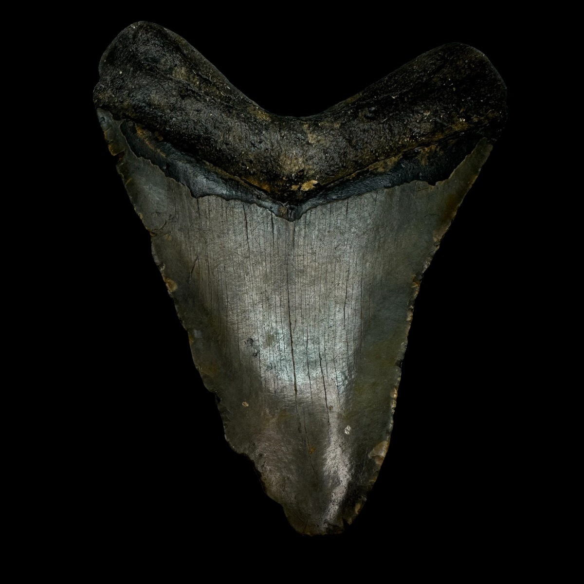 5.47" Megalodon Tooth Fossil - Image 2