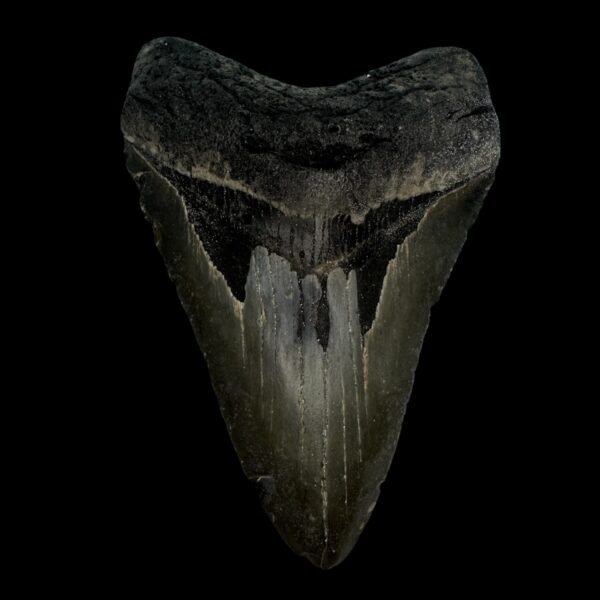 4.30" Megalodon Tooth Fossil
