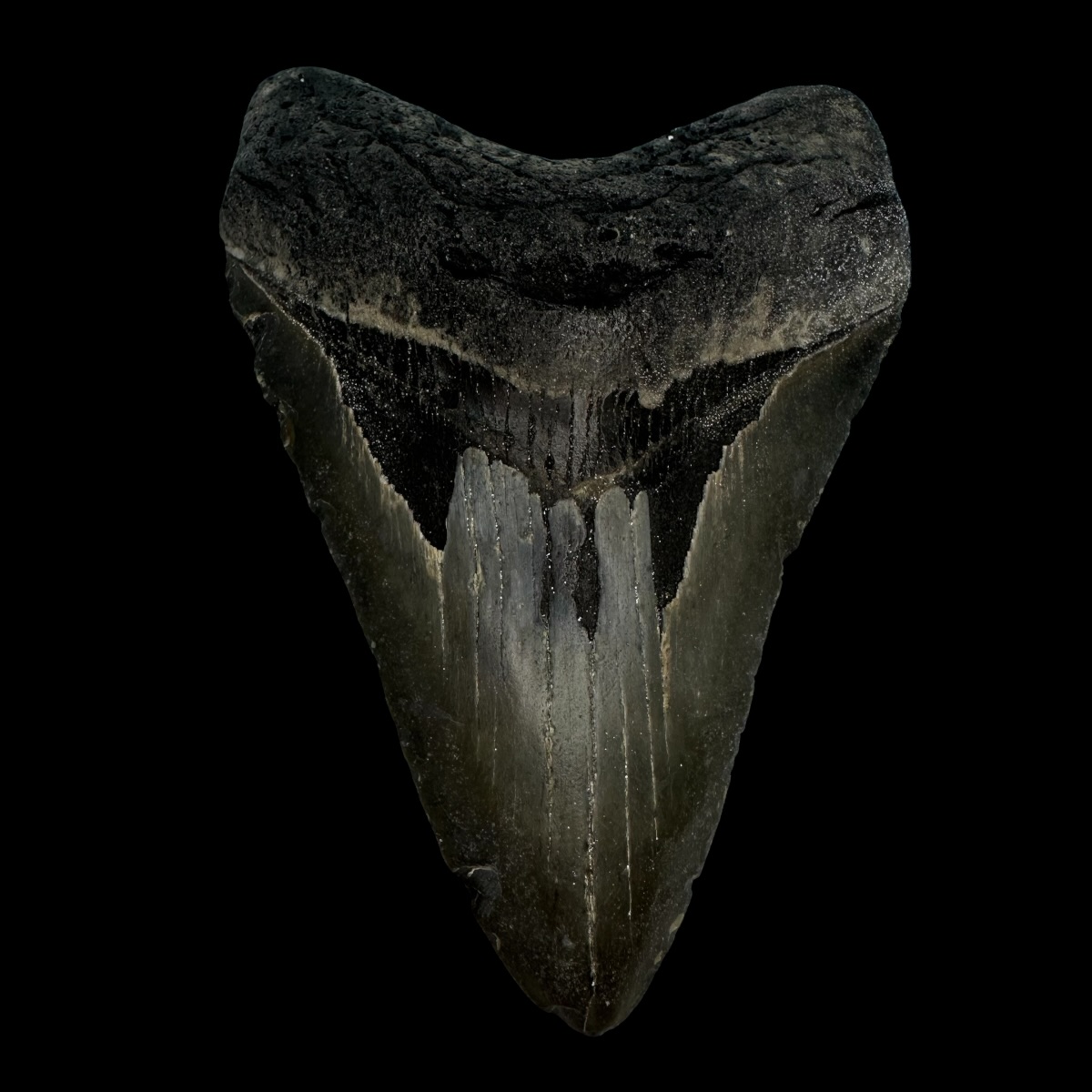 4.30" Megalodon Tooth Fossil