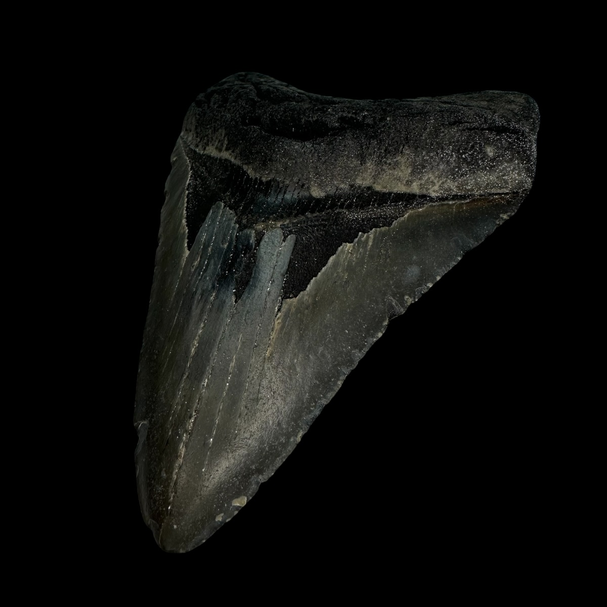 4.30" Megalodon Tooth Fossil - Image 3