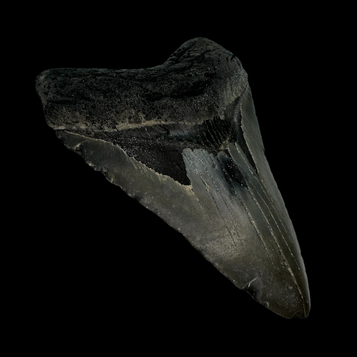 4.30" Megalodon Tooth Fossil - Image 4