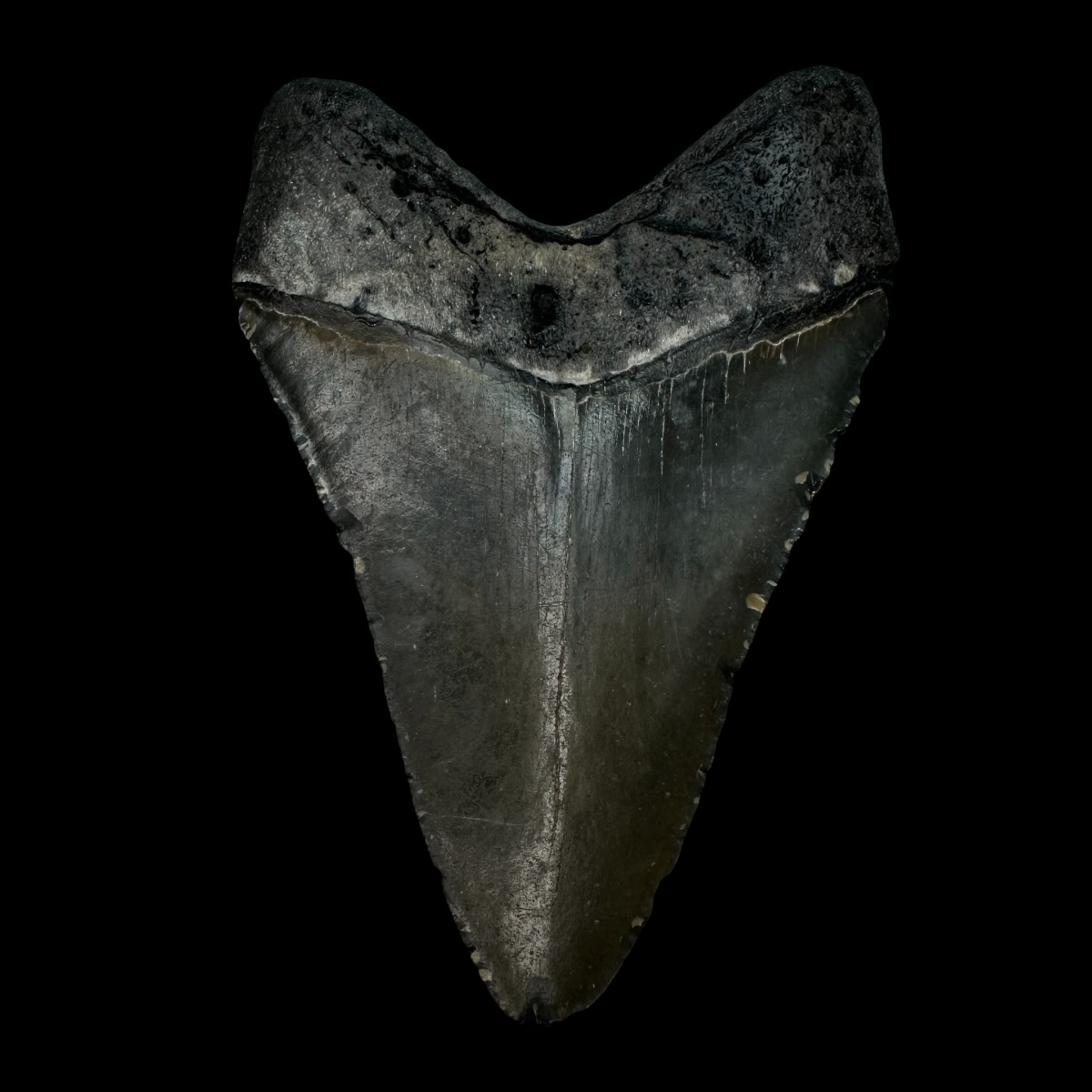4.30" Megalodon Tooth Fossil - Image 2