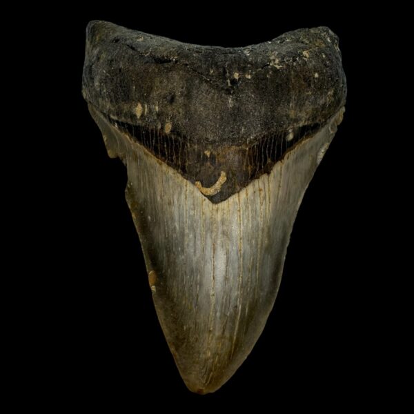 4.44" Megalodon Tooth Fossil