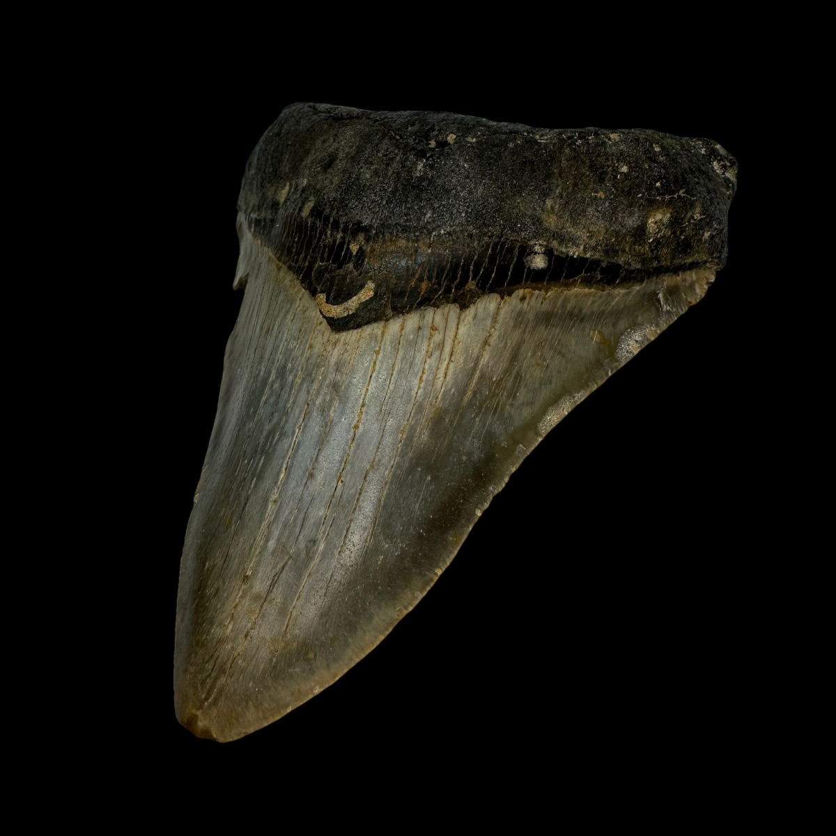 4.44" Megalodon Tooth Fossil - Image 3
