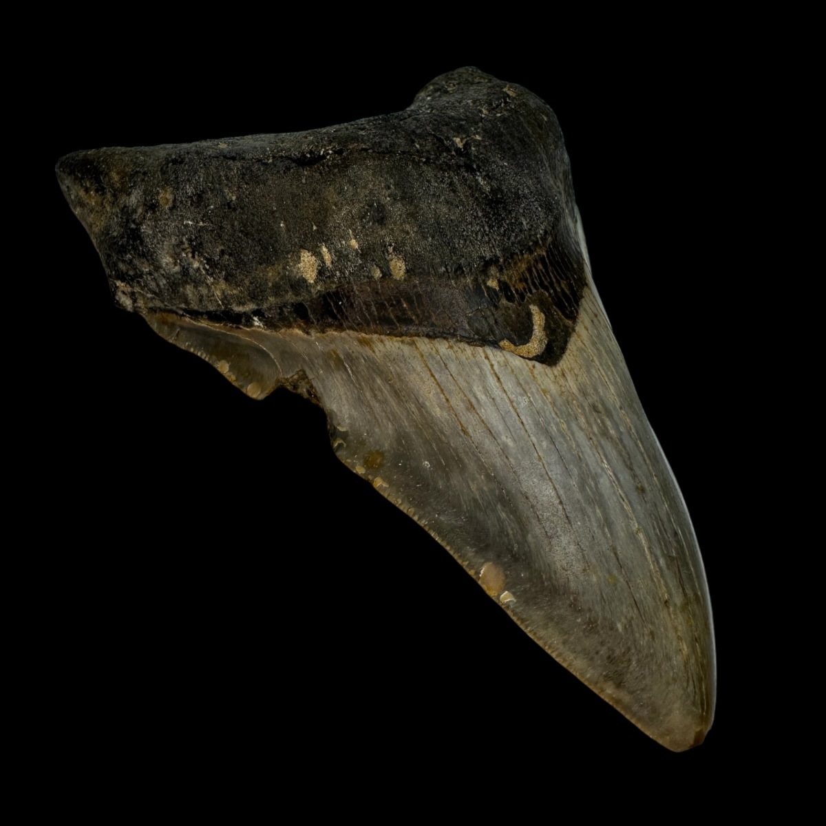 4.44" Megalodon Tooth Fossil - Image 4
