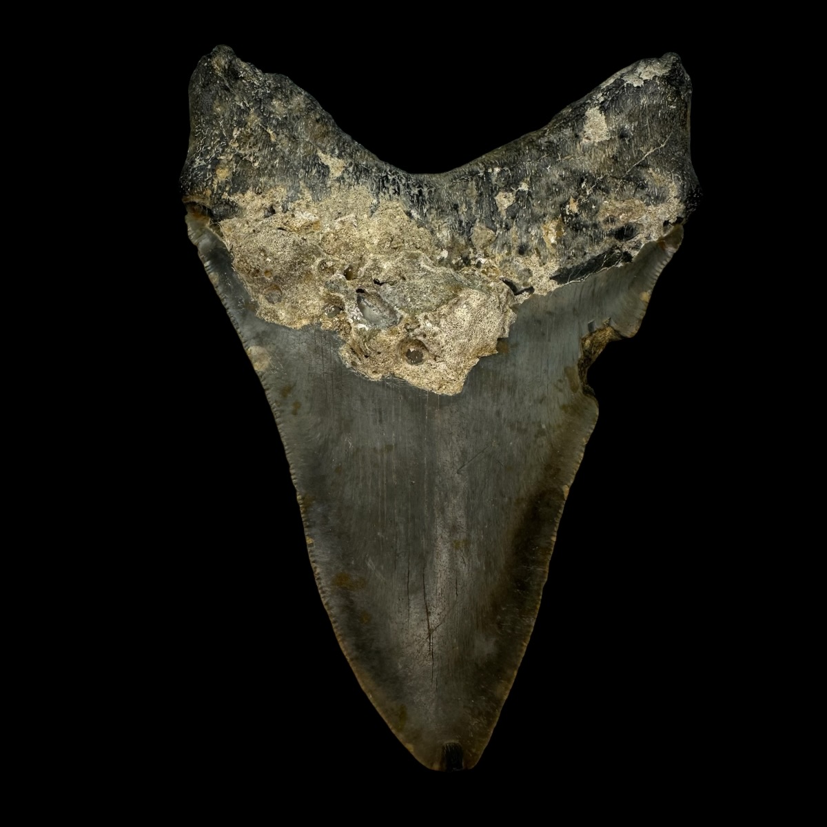 4.44" Megalodon Tooth Fossil - Image 2