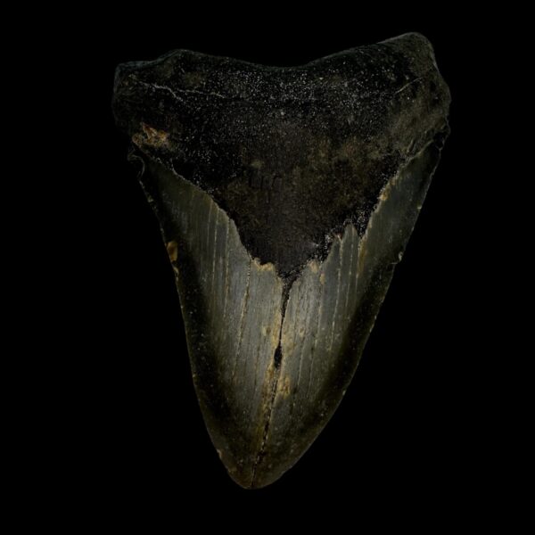 3.83" Megalodon Tooth Fossil