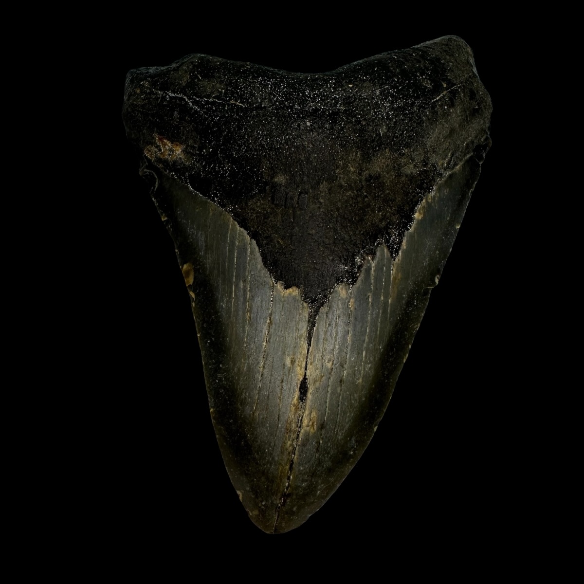 3.83" Megalodon Tooth Fossil