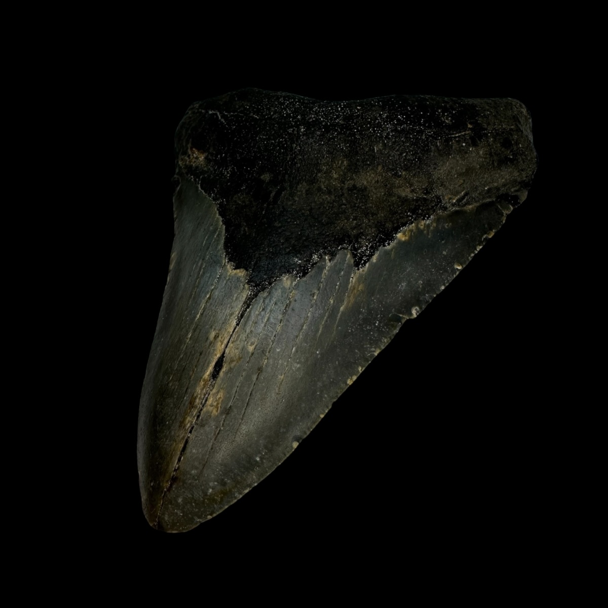 3.83" Megalodon Tooth Fossil - Image 3